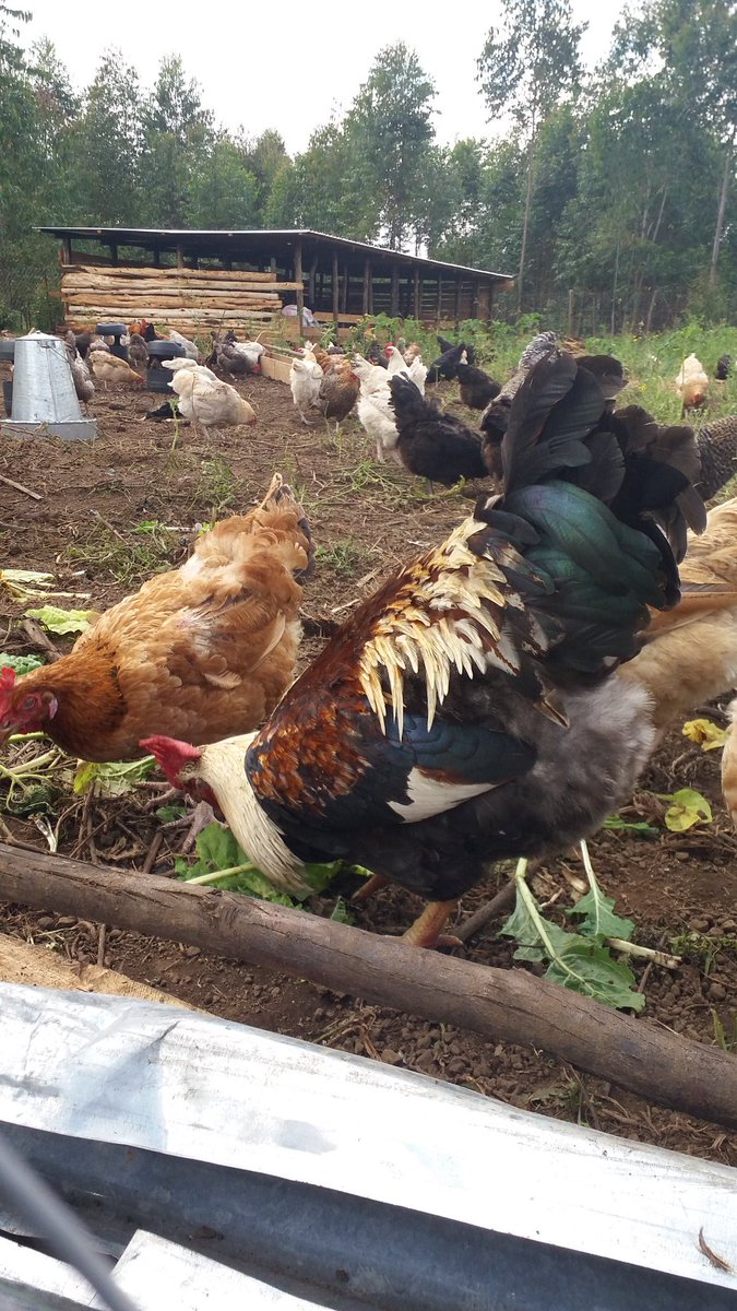Free range chicken at our farm
<a href="/NgataAgri/">Ngata Agribiz Centre</a> <a href="/mkulimayoung/">Mkulima Young</a> <a href="/AgriSocietyOfKe/">Agricultural Society of Kenya</a> #SeedOfGold