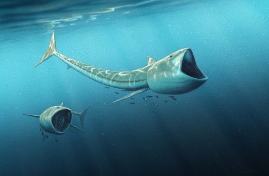 Nou fòssil d'un peix del Cretaci amb una gran boca. Via <a href="/IGeociencias/">IGEO (CSIC-UCM)</a> sciencedaily.com/releases/2016/…