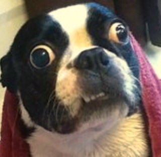 YouAreDogNow's tweet photo. .@fanzybellz You Are Dog Now https://t.co/qkTNzS4cq2