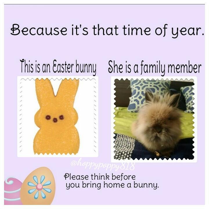 HeyArdenGarden's tweet photo. Bunnies live 10-12 years. If you can't commit, don't adopt. See IG account  @hoppypoppy818 for more information https://t.co/1ic6ZbPhkJ