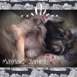 Joy_PhotoCam's tweet photo. _Maynard James_  #pugpekingesemix #pug #pekingese #puppylove #maynardjames #maynard https://t.co/wyrugsoFZl https://t.co/dDUaXhGEDR
