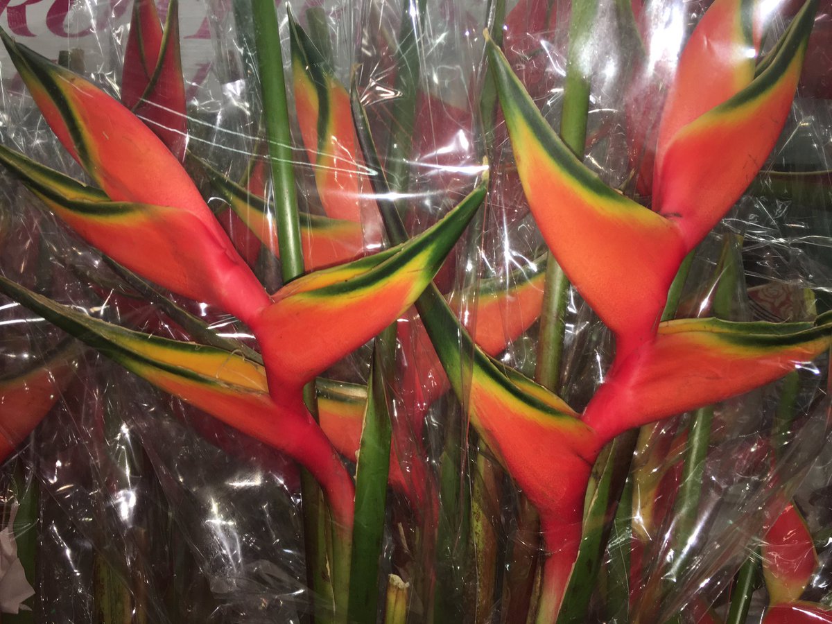 beemma2173's tweet photo. #Heliconia #valentines #tropicalflowers #flowerfiesta #sacramentoflorist 916-225-2623 https://t.co/1z3Hw94GHo https://t.co/n4NaAuPaoN