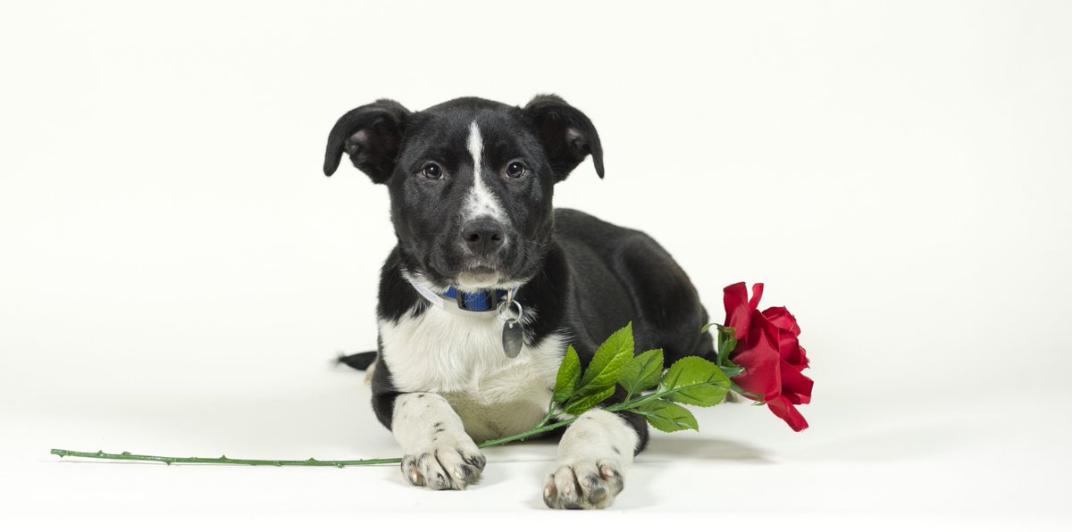 It's almost #ValentinesDay! Come down to our campus to find your #pawfectpal :)