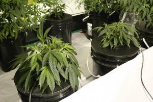 herbalxtracts's tweet photo. What are your favorites from this year's Medical #CannabisCup? https://t.co/bVz2kYkVTW https://t.co/jzqz7GrqFR