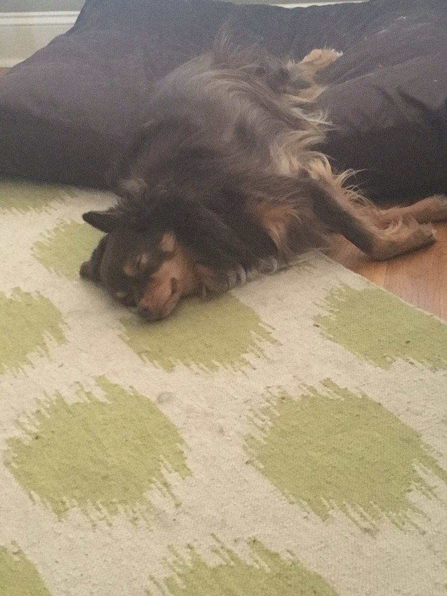 jennamcmurphy's tweet photo. This dog lives such a tough life. 🐶💤 #myviewfortheday #thedoglife https://t.co/39tdWEg1A3