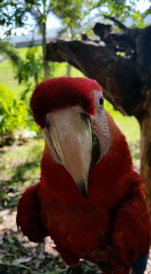 YoAmoPlaya's tweet photo. #AmoLaRivieraMaya por su paisaje, sobre todo la flora y fauna que nos regala este paraíso. @webcamsdemexico https://t.co/YtlE2r5JJb
