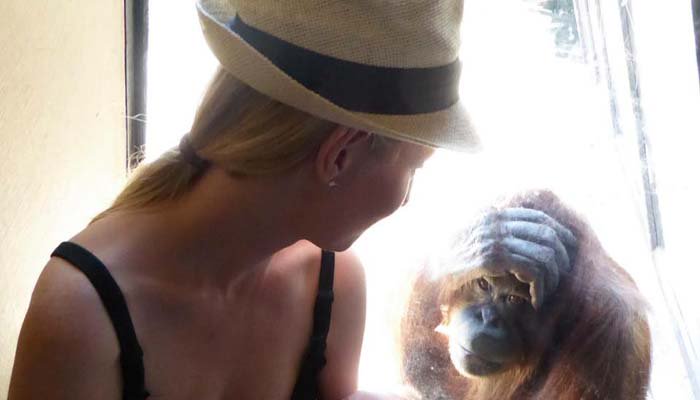 ScaryMommy's tweet photo. Breastfeeding Mom Shares A Really Cool Moment With Orangutan At The Zoo https://t.co/1jt0ioV4rH @mariaguido https://t.co/TzoImauxgp