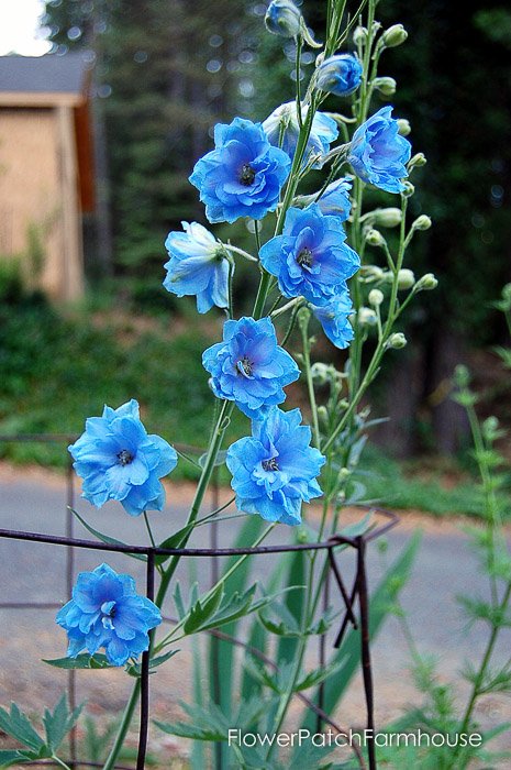 FlowerPatchPam's tweet photo. Grow Delphiniums from Seed  https://t.co/OTCkLJqpKk #delphiniums #gardenchat #gardening #cottagegarden #flowers https://t.co/0EAzOr6U5L