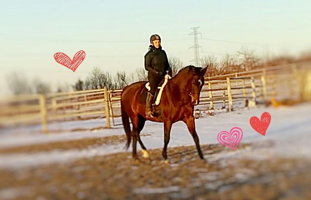 bigfillyadv's tweet photo. Ballroom dance dressage connections #dressagehour #horsehour follow me @ https://t.co/oc4WiO074h https://t.co/Nr9ERxtwhU