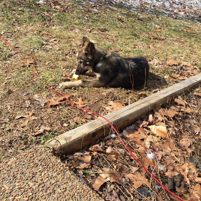 My pretty boy is a scavenger 😂 I finish my apple and he steals the core https://t.co/uhVg4t315R<a href="/tag/newprofilepic"class="tags"><span>#newprofilepic</span></a>