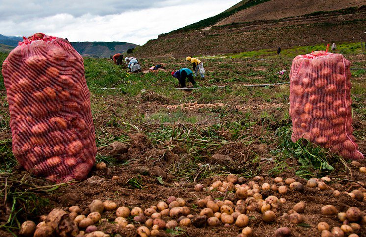 MinAgriculturaV's tweet photo. #AgroAlDía | En Lara: Instalarán Consejo Nacional de Semillas y Genética https://t.co/Dxdu5cIm4j https://t.co/d3VfLEY2K1