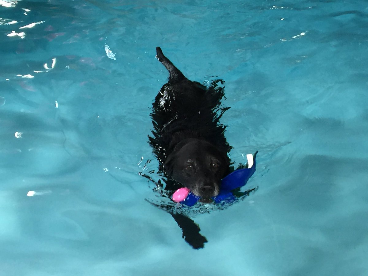 AbbyLabrador's tweet image. #PhysicalTherapy today then a #nap with #MrBubble #TornACL #woofwoofwednesday #dogsoftwitter