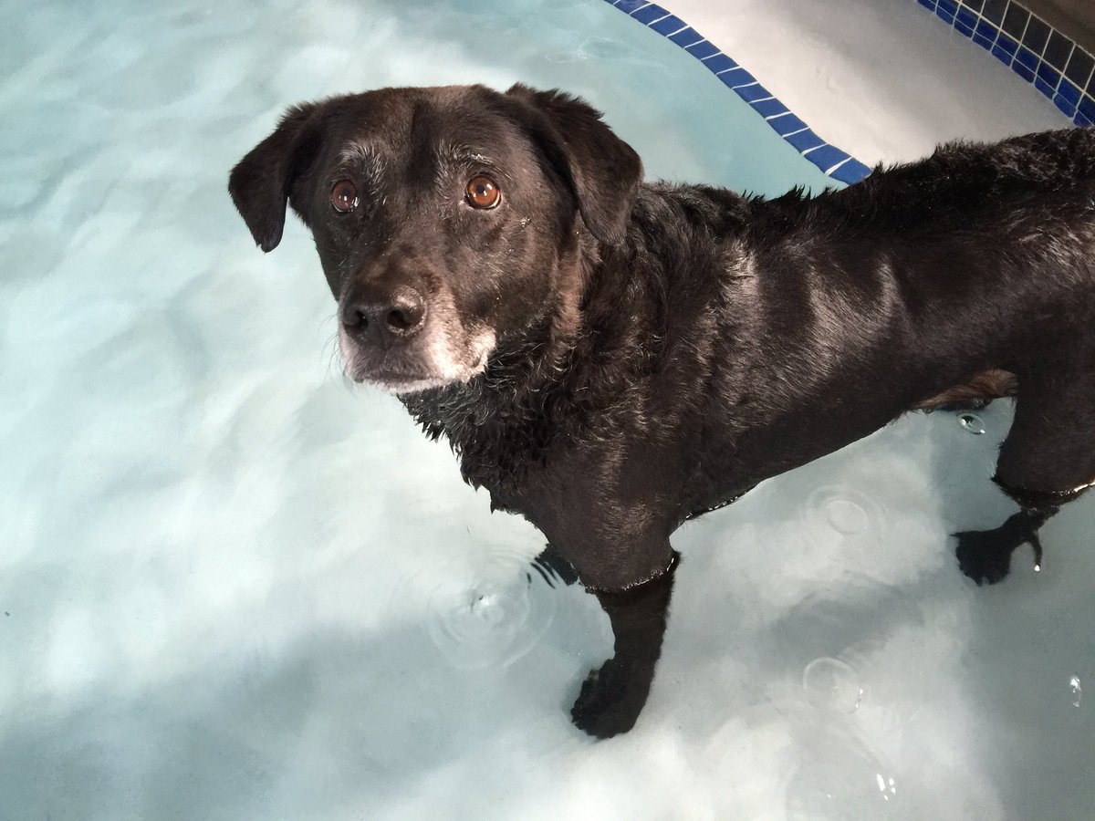 AbbyLabrador's tweet image. #PhysicalTherapy today then a #nap with #MrBubble #TornACL #woofwoofwednesday #dogsoftwitter