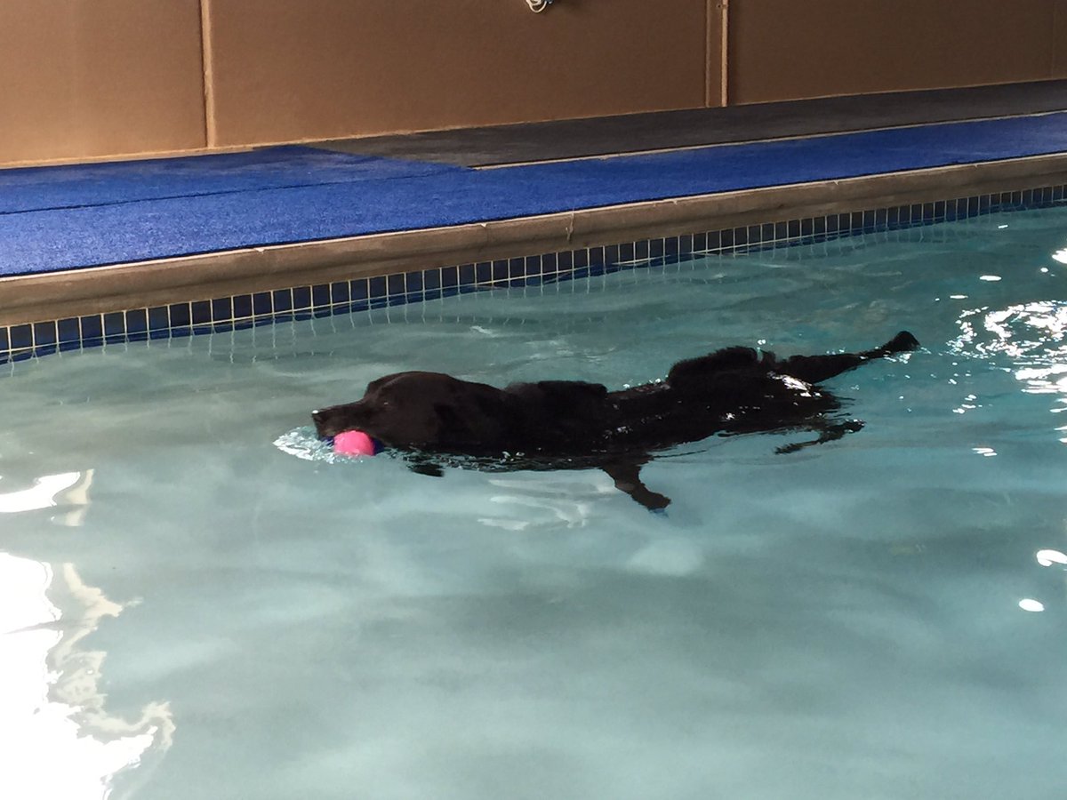 AbbyLabrador's tweet image. #PhysicalTherapy today then a #nap with #MrBubble #TornACL #woofwoofwednesday #dogsoftwitter