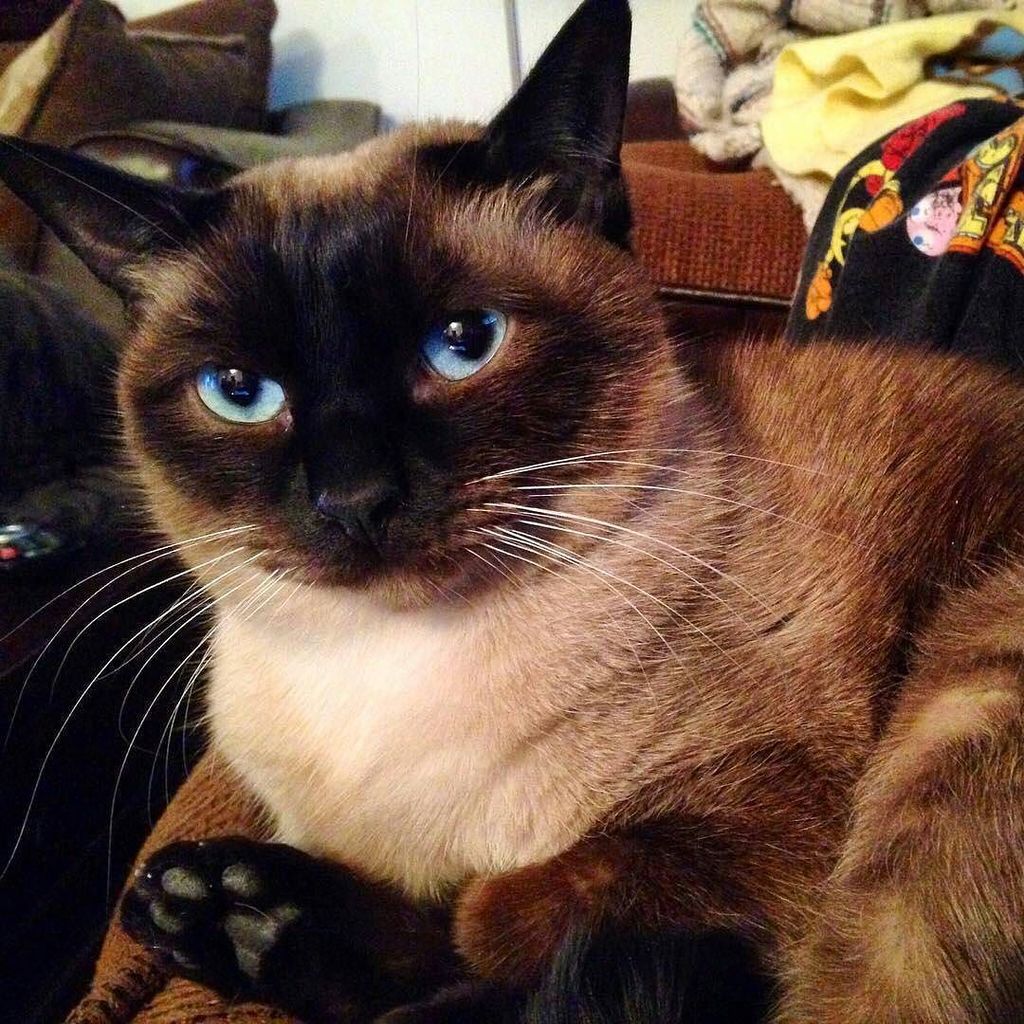 SiameseCatSpot's tweet photo. Happy #WhiskerWednesday from @mellybee222 -  My pretty Lily 💖 #instaSCS #Siamesecatspot https://t.co/3wAIyhjWRN https://t.co/py3OFs5am7