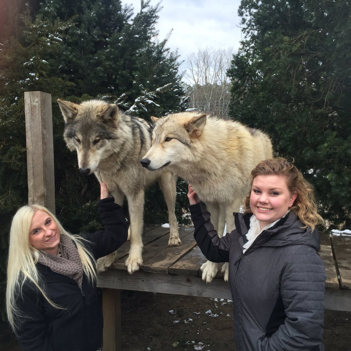 ari53105's tweet photo. Howling Woods Farms 😁👍 https://t.co/L5oIC37UVb