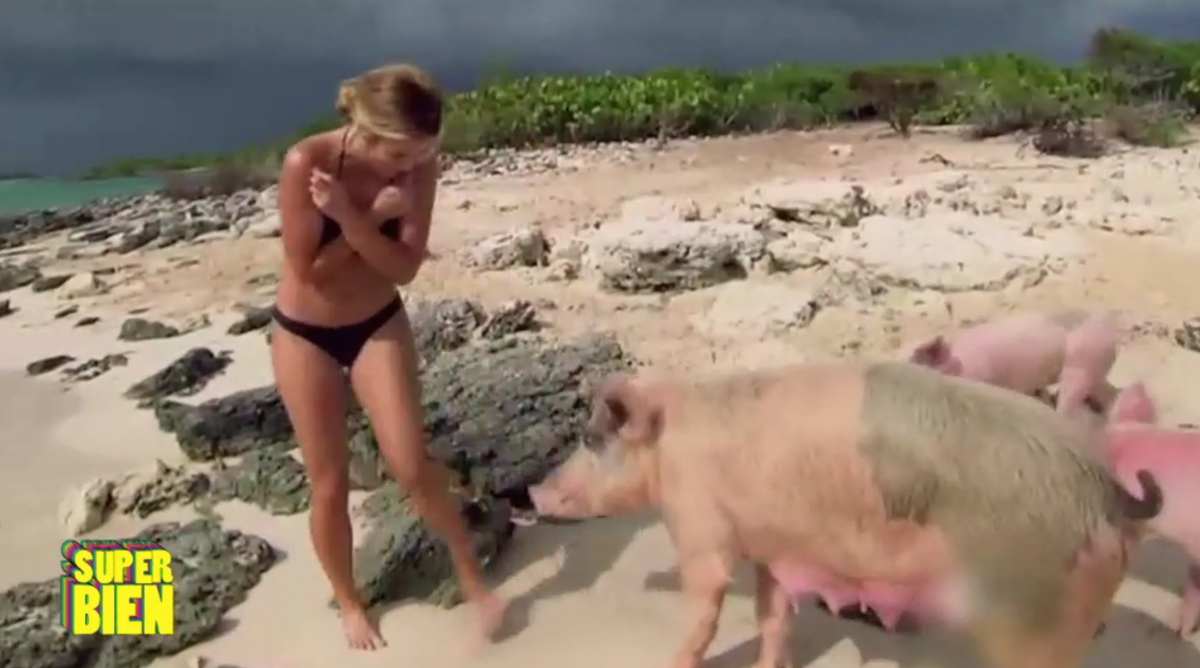 linfoduvrai's tweet photo. On vous présente un cochon. Et une candidate du Bachelor. Enfin une cochonne. Enfin non, une candidate du Bachelor. https://t.co/6FhJjUcYtr