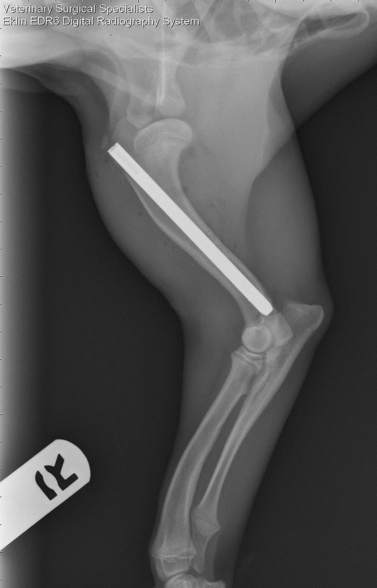 VSSOCTustin's tweet photo. Oreo's humeral #Fractures repaired with an #intramedullarynail #drpetersebestyen #vssoc #woofwoofwednesday https://t.co/ErLtIk4wSZ