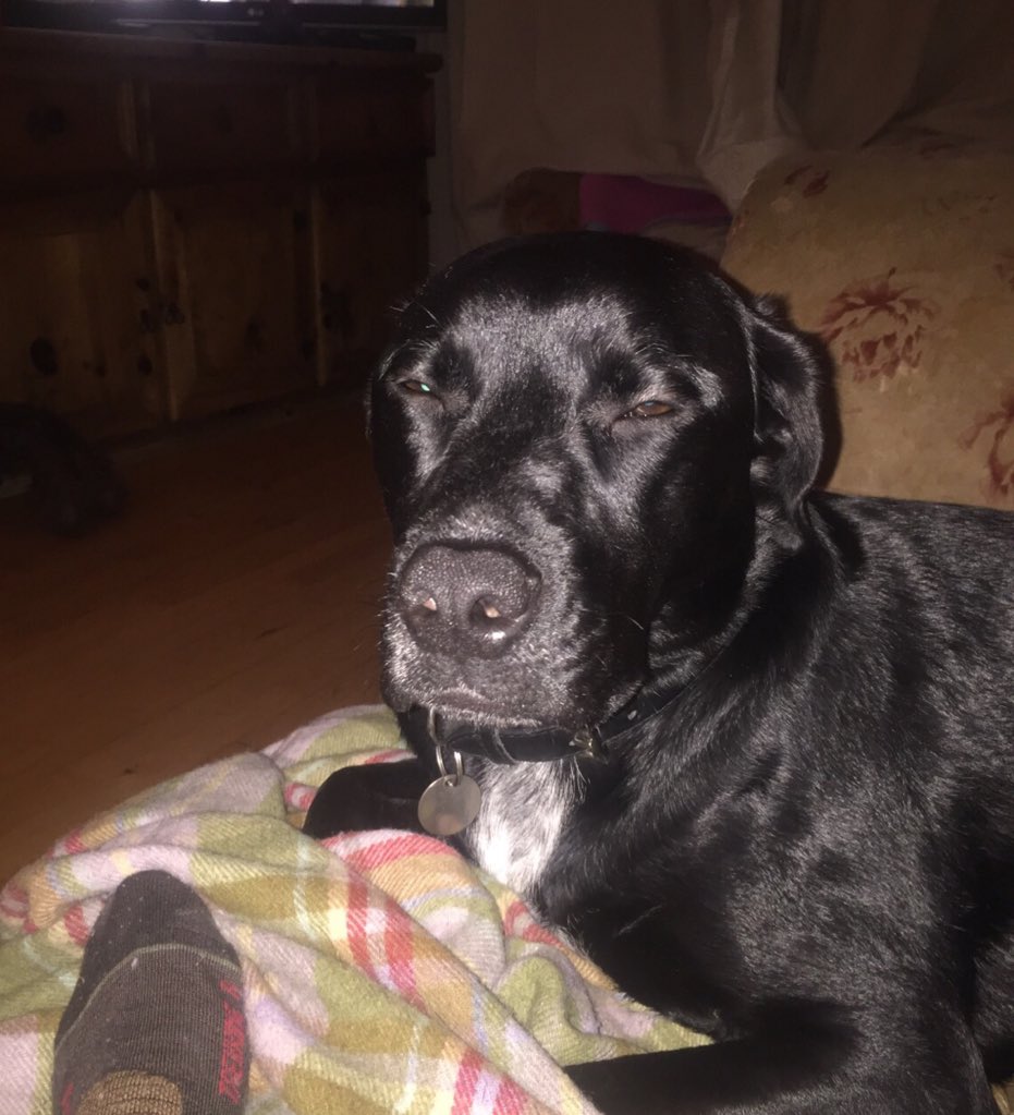 doodlerash's tweet photo. Was I dreaming or did you say "walkies"? #lab #doodle #walkies @DublinSPCA @DogsTrust_IE https://t.co/0xmAmPRU9F