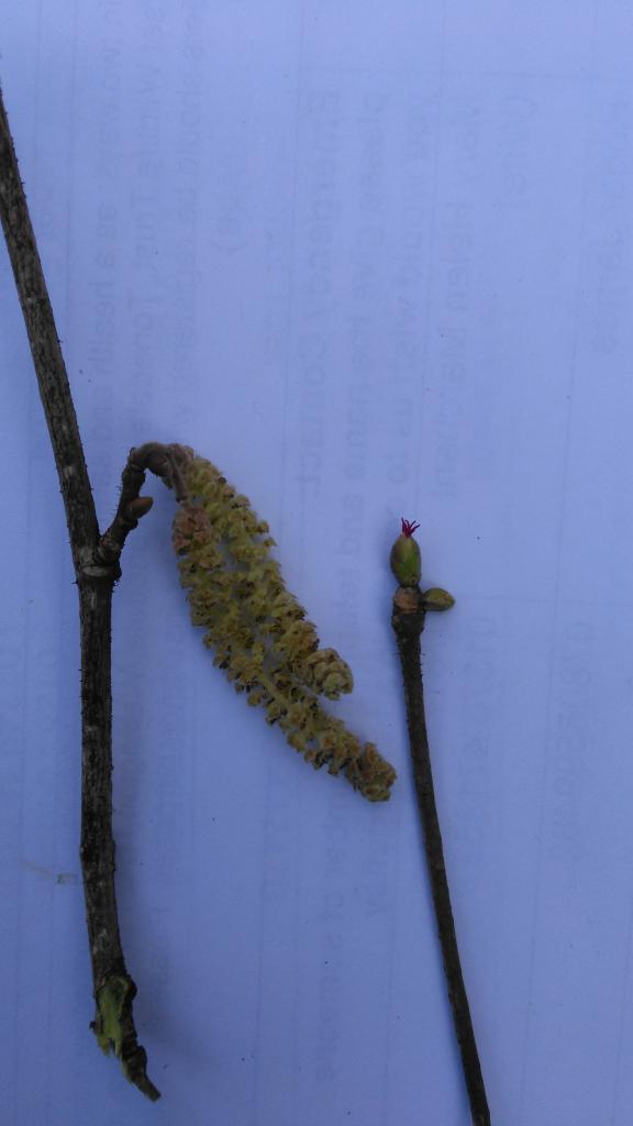 james_ozy's tweet photo. @SomersetWT Hazel has both male catkins and female flowers on the same tree. #coppicing #rosewood https://t.co/bZnLNt43wZ