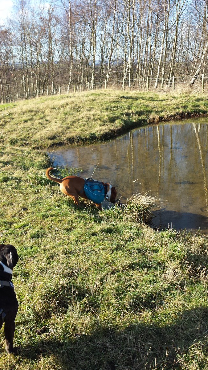 adventuresolly's tweet photo. I have just tested my new @RuffWear_UK pack from @aboveandbeyond9 it floats #adventuretested #watertested #woof https://t.co/nd4NxgAH6o