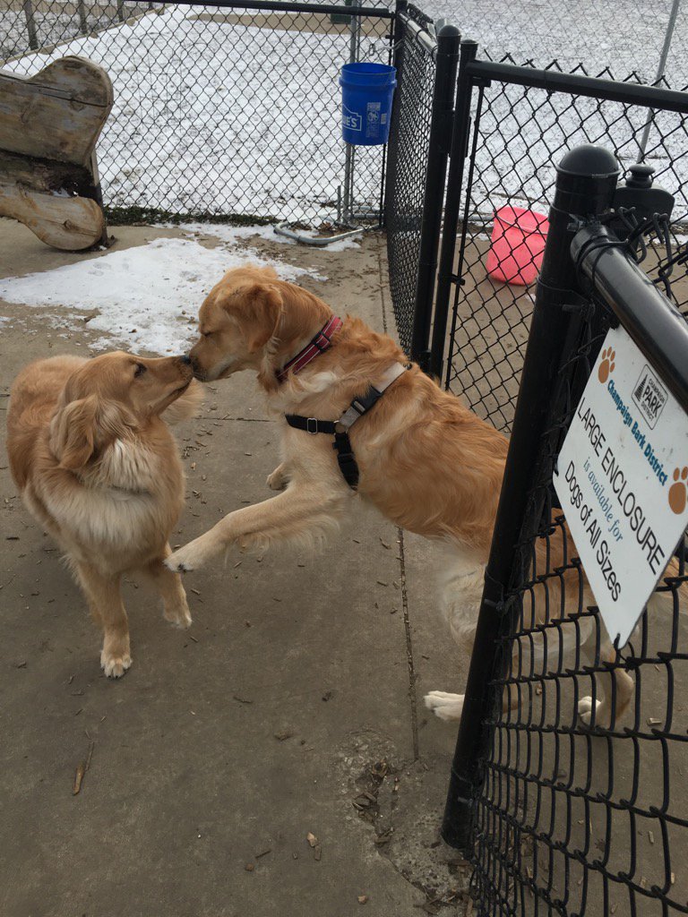 PorterfieldNews's tweet photo. #thankgod she showed up at #dog park #champaign. Need to get energy out! #ColdRush2016 #snow #il #weatherwednesday https://t.co/J6RUqSmSzM