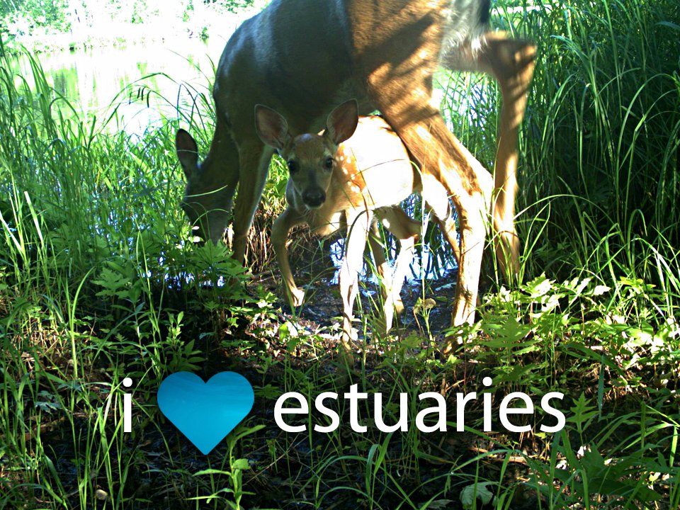 LSNERR's tweet photo. Dear @SenShelby @SenatorBarb @RepHalRogers @NitaLowey Support @NOAA Estuarine Research Reserves! #iheartestuaries https://t.co/uJEejAzJ9x