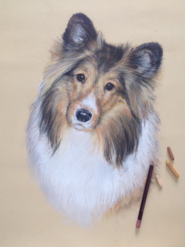 CrystalBeshara's tweet image. Just finished this pastel commission 👉🏻 inquires? drop me a line! #dog #portrait #commissions #artists #ottawa