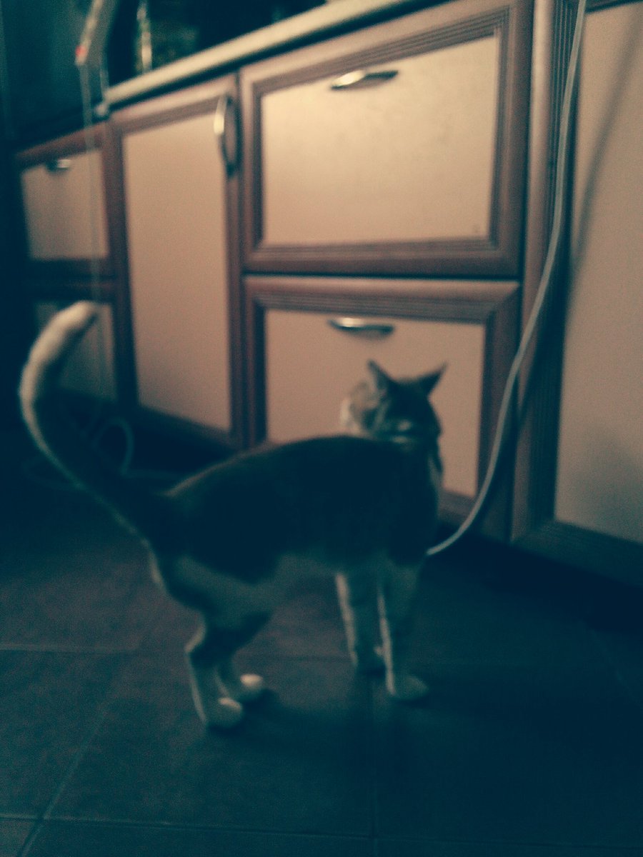 SmokingWwe's tweet photo. НАРКОМАНИЯ КОТА https://t.co/l0Owi2Cm8m