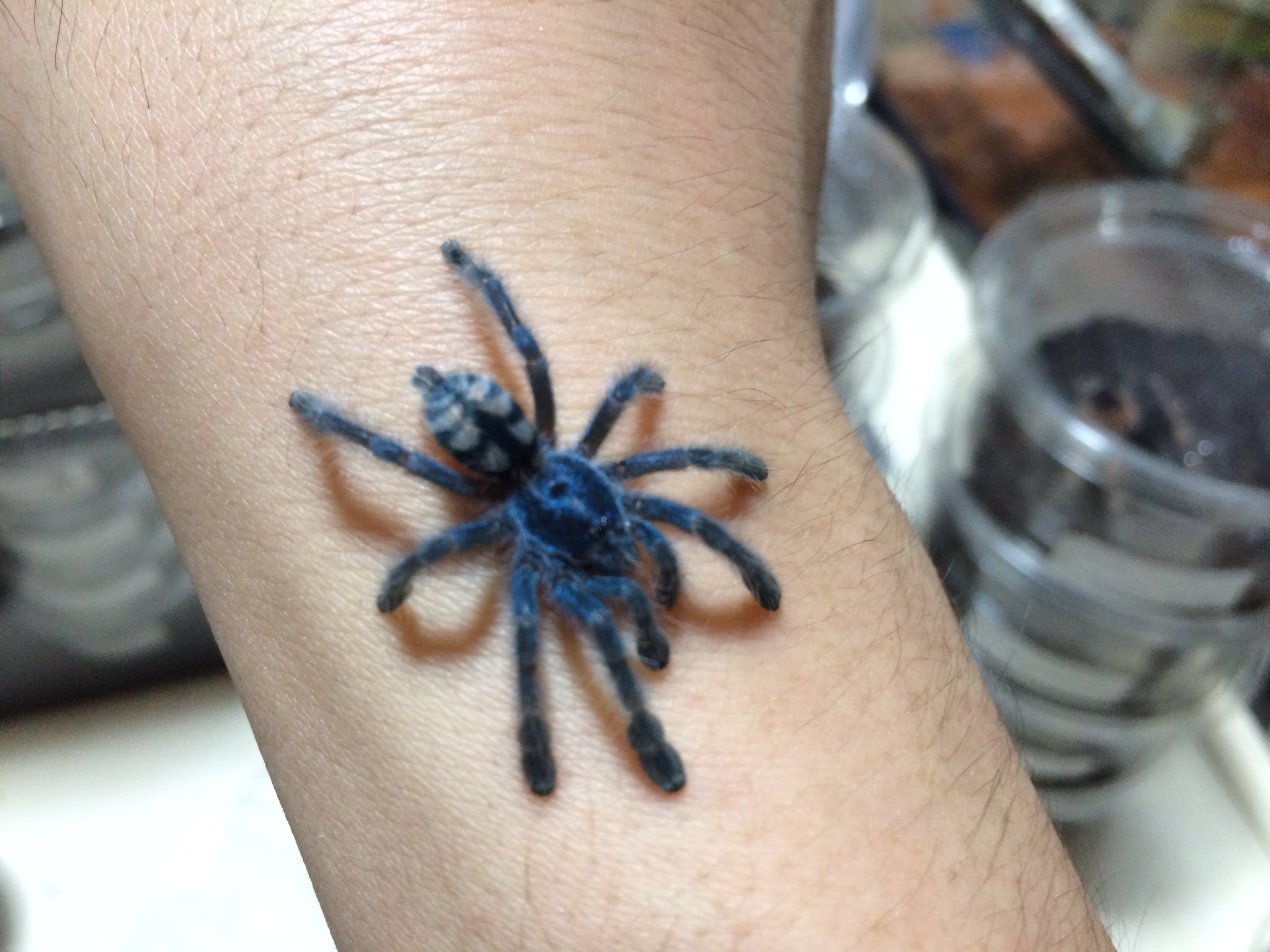 Arsenal プエルトリカンピンクトゥー Avicularia Laeta 雌雄差がすごい 小型宝飾蜘蛛 T Co Cyijufm4hd