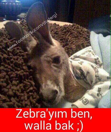 _DrOz_'s tweet photo. Pijama giymiş eşek doğru söylüyor... :) https://t.co/B5s4TipeLY