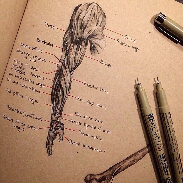 mosaiced_'s tweet photo. #medstudent #medschool #foamed #usmle https://t.co/SFjiMrAozD