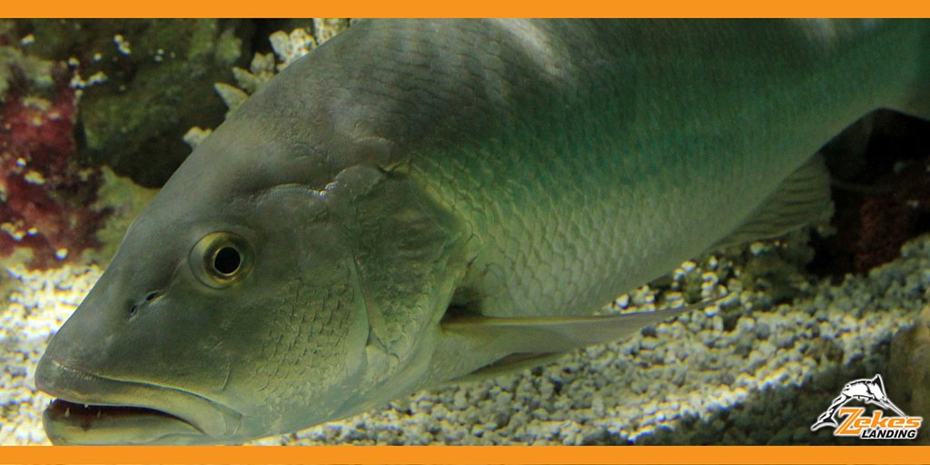 zekesmarina's tweet image. Did you know that #snapper fish are typically easier to catch during the winter season? #FunFishFacts