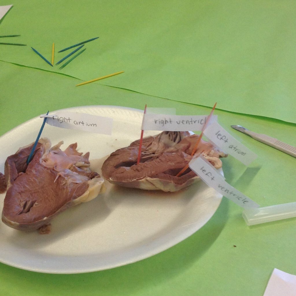 Lizeth_dur's tweet photo. Dissected a sheep's heart today with @celeste_1_ !! ❤️❤️❤️ @CCEHICKS https://t.co/QnrX4Gj0BW