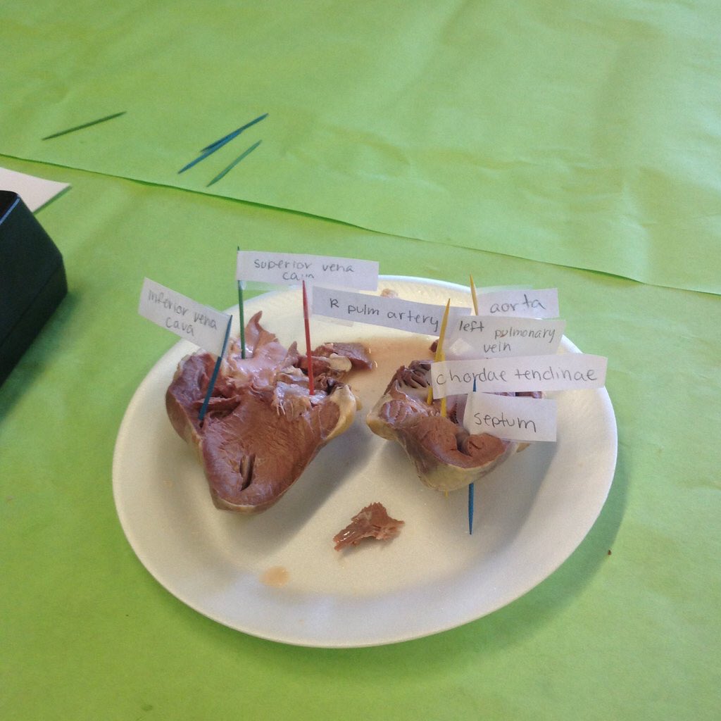 Lizeth_dur's tweet photo. Dissected a sheep's heart today with @celeste_1_ !! ❤️❤️❤️ @CCEHICKS https://t.co/QnrX4Gj0BW