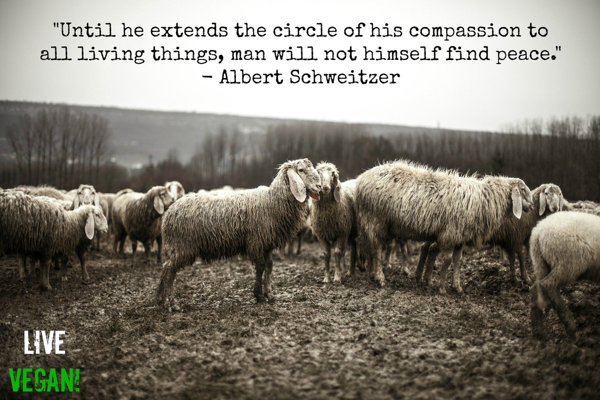 LindenCrow91's tweet photo. Extend your circle of #compassion! #GoVegan #LiveVegan #farm365 #SomeoneNotSomething #Veganism #AnimalRights https://t.co/zE28s8w2UA
