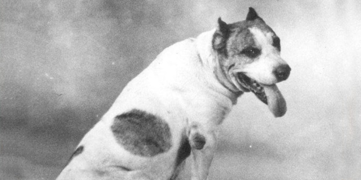 Happy birthday to #UTAustin’s first mascot — a dog named Pig: utex.as/1O3kSf9 via <a href="/JimNicar/">Jim Nicar</a> #HookEm