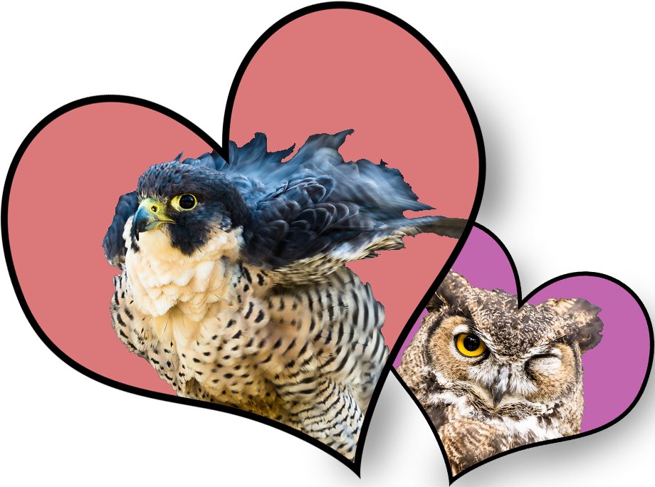 Chintimini Wildlife tweet media