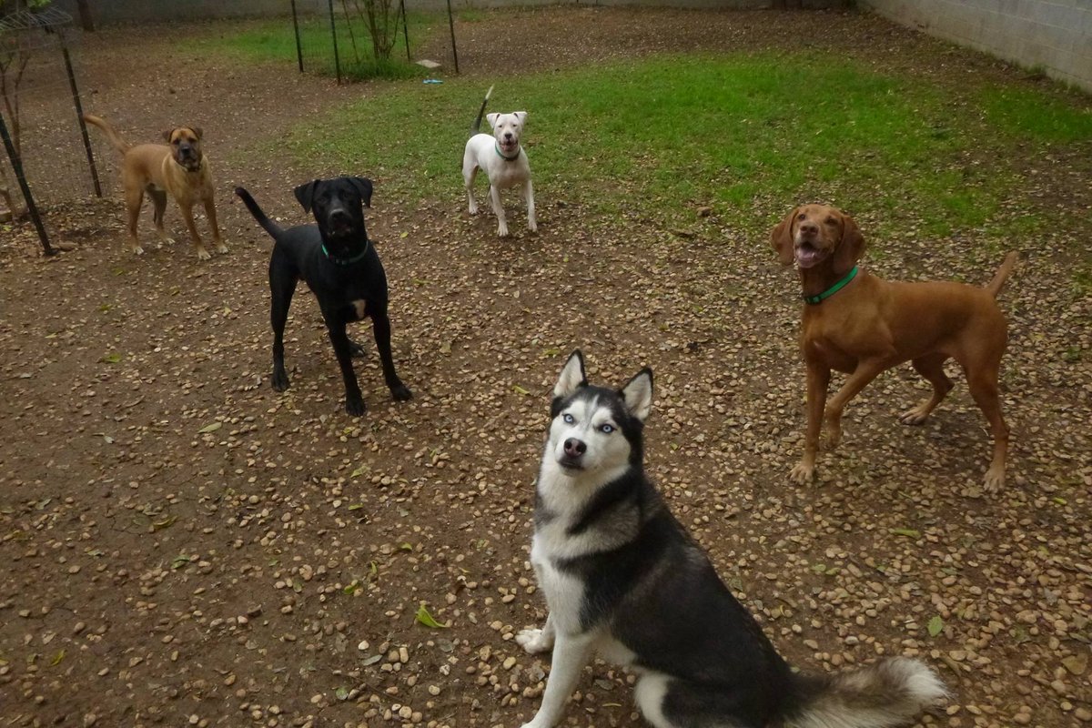 PawderosaRanch's tweet image. Who's ready to play some fetch?! #dogsofsatx #weloveyourdog bit.ly/1IAGGms