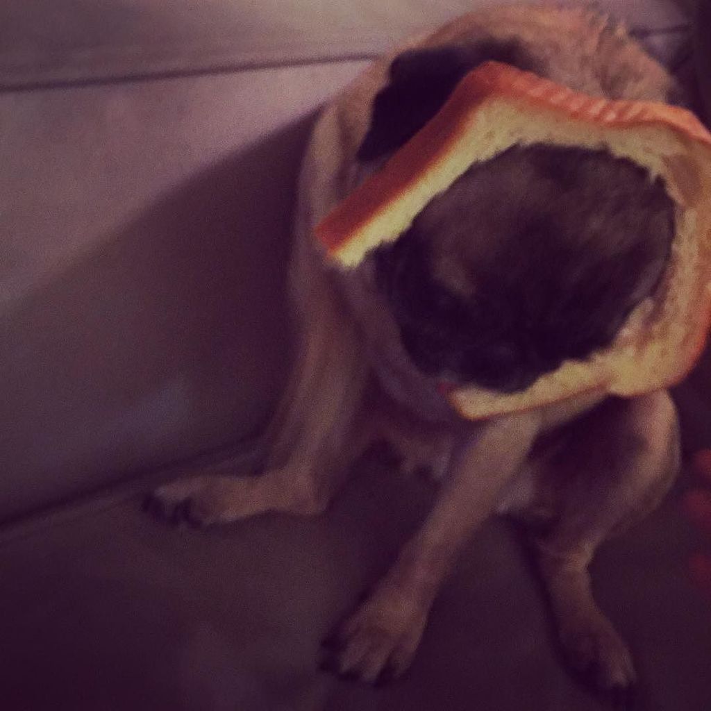 Puglee_Pug's tweet photo. Mom breaded me
#bread #breading #breadpug #breaddog #rescuepug #rescuesofinstagram #pug #pugs #pugsofinstagram by … https://t.co/CQP1EQqyhc