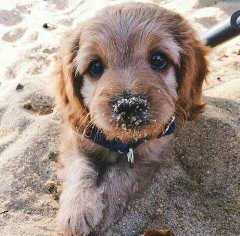 itsadorabledogs's tweet photo. 😊 https://t.co/4ytKblmdm4