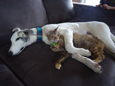 dianne_bromley's tweet photo. Greyhounds are quiet gentle loyal. Deserve a happy home, NO racing &amp; torture 
#Ireland #GreyhoundArmy https://t.co/KzH4xF1GyE