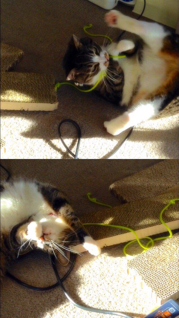 ebisen_ebi's tweet photo. Fun! #JapanFrontback #Mycat https://t.co/fain8GHkiP #frontback https://t.co/OsLtX9fQbk