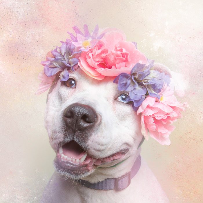 artviibes's tweet photo. Sophie Gamand photographs pit bulls wearing flower crowns to unhinge them from their stereotypes. 🌸 https://t.co/e1kVquPSyg