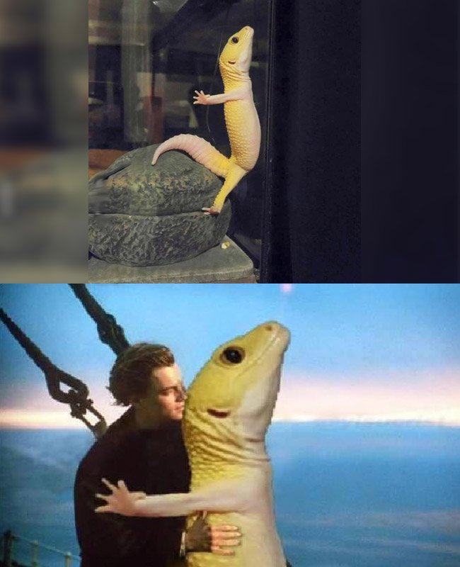 yisucrist's tweet photo. titanic reptil version https://t.co/WdSTpzOTZL