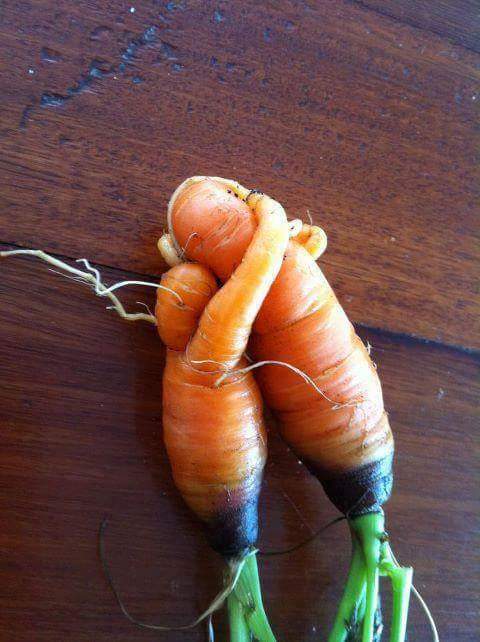 LynnRiverFarm's tweet photo. Celebrate someone you love this weekend!  Lynn River Farm Store has lots of goodies.    Fri-Sun 10am to 5pm. https://t.co/LbEs4F72OB