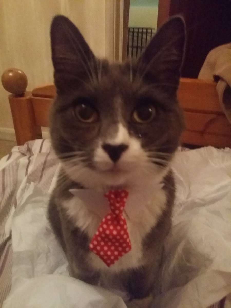 MasterMaximus's tweet photo. I'm ready for work! https://t.co/eyFhlrhoGa