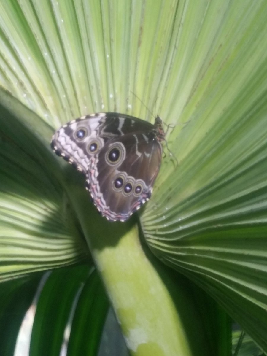 naturalistgal66's tweet photo. #CASisAwesome #TDIinterptech
So many "flutterbys" in the Rainforest https://t.co/UbcZfFJLLX