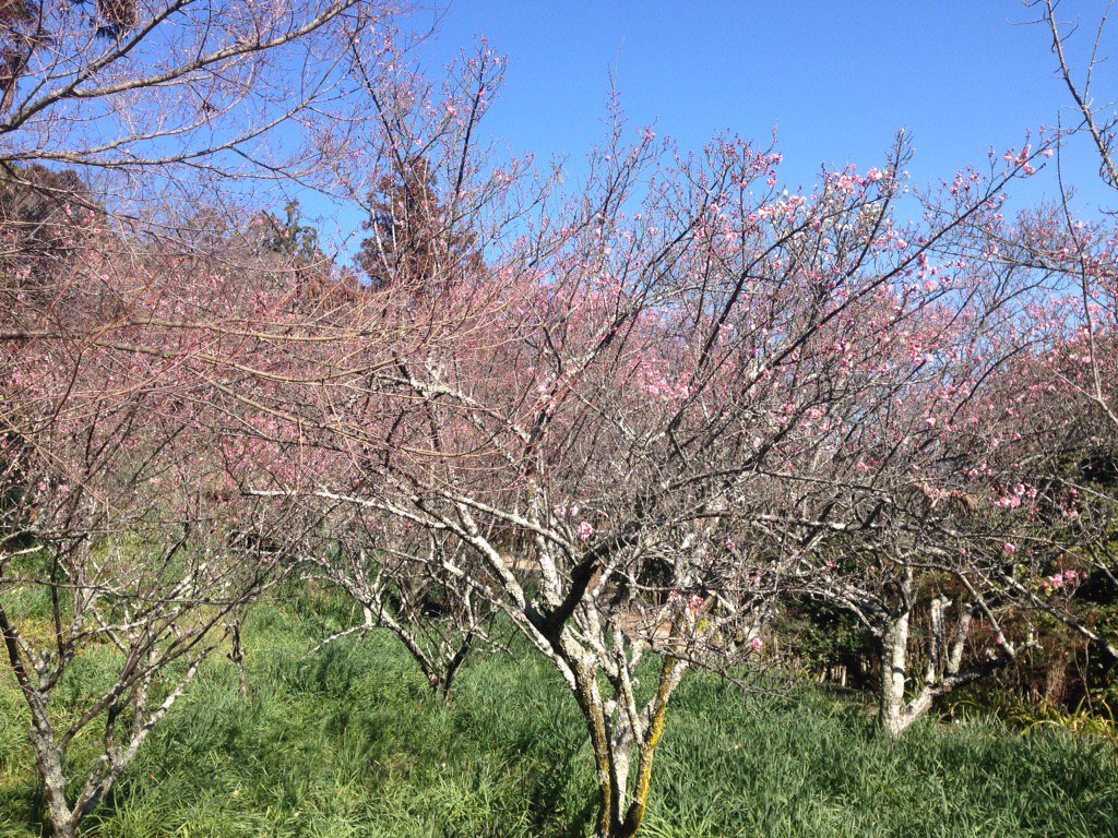 daimonjitemple's tweet photo. 梅が開花中

今日は雪景色のツイートをみてきて下さった方がいました。もう雪は降らないかな？

梅の次はシャガの予定です。 https://t.co/EUwYs3YKAT