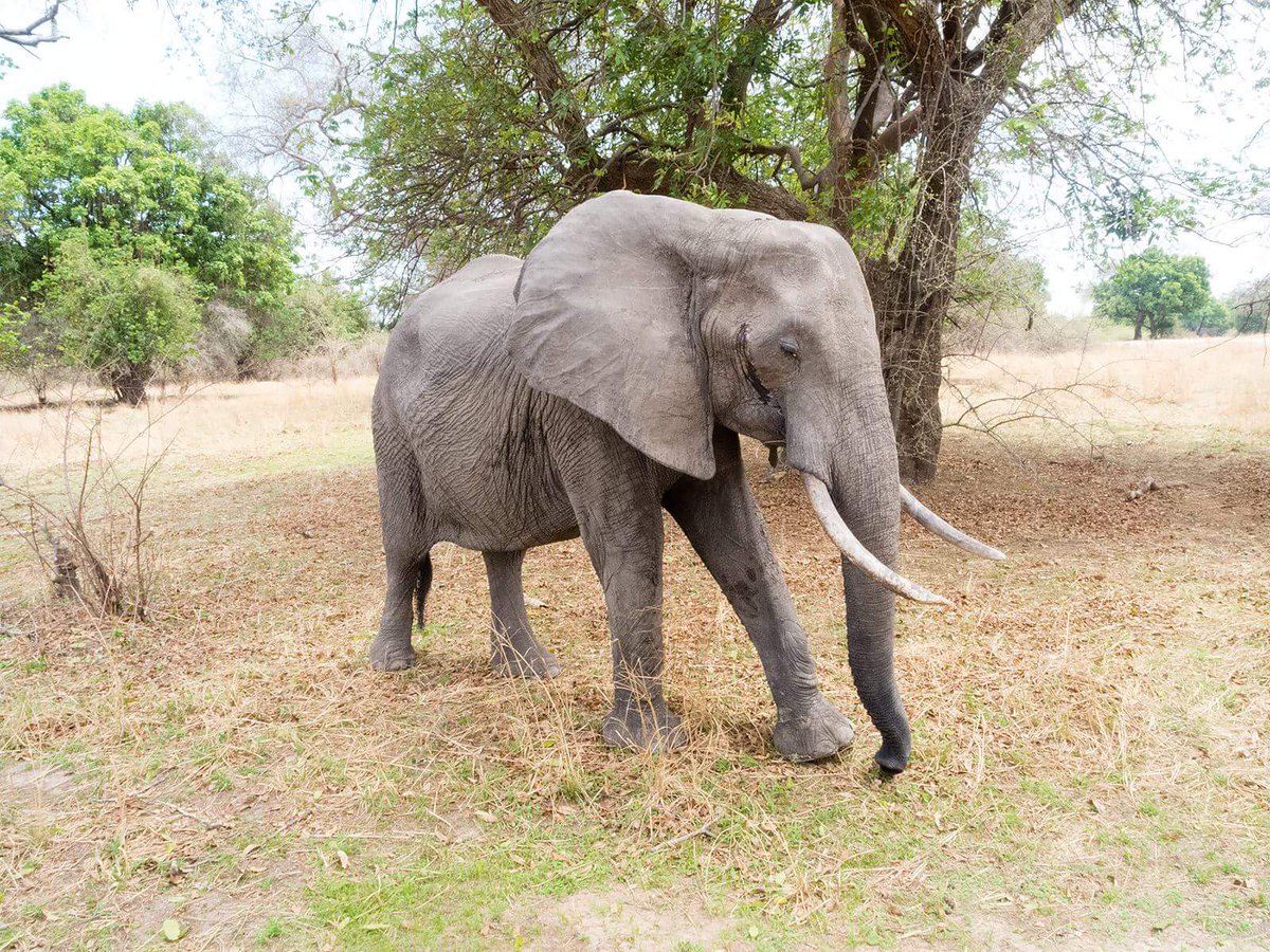 redcatslady's tweet photo. MARYLAND PPL: Call Delegates https://t.co/HOwDqaoch5 ask them 2 support #HB542 Wildlife Trafficking Prevention! https://t.co/kvxUjFIAbL